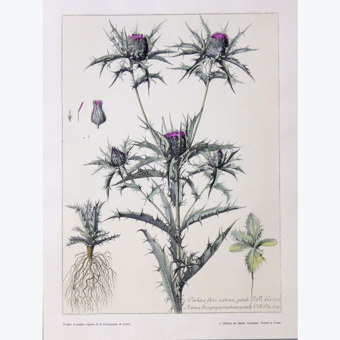 Estampe de les Chardons de l'Herbier du Roy