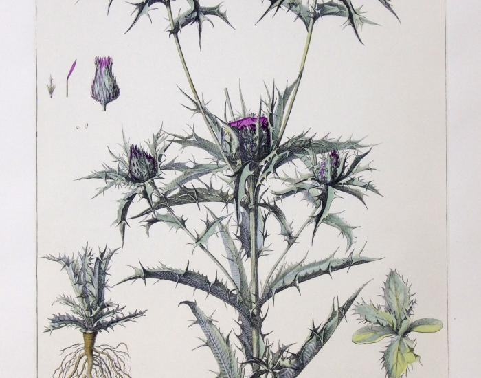 Estampe de les Chardons de l'Herbier du Roy