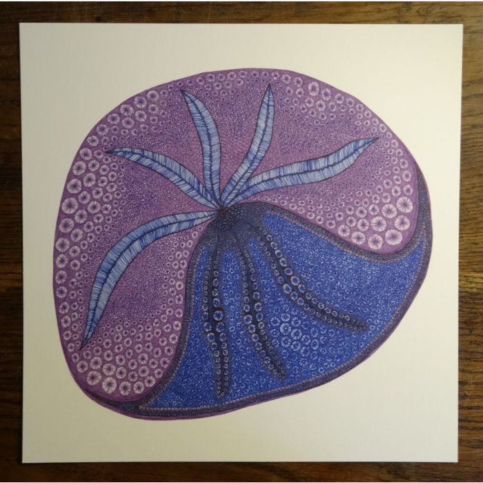 Plume, dessin au stylo