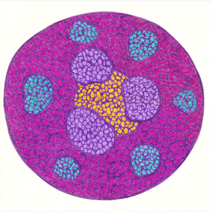 Cellules micro-couleurs, dessin au stylo