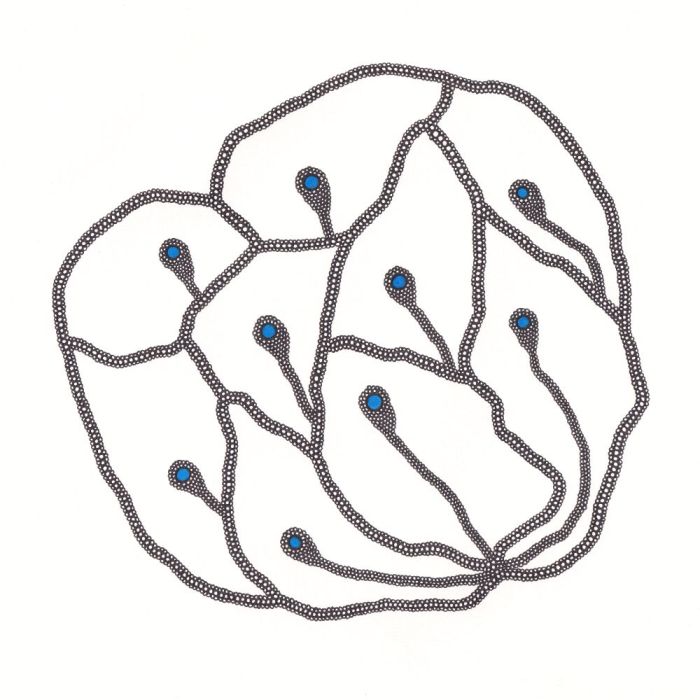 Fleur paon, dessin au stylo