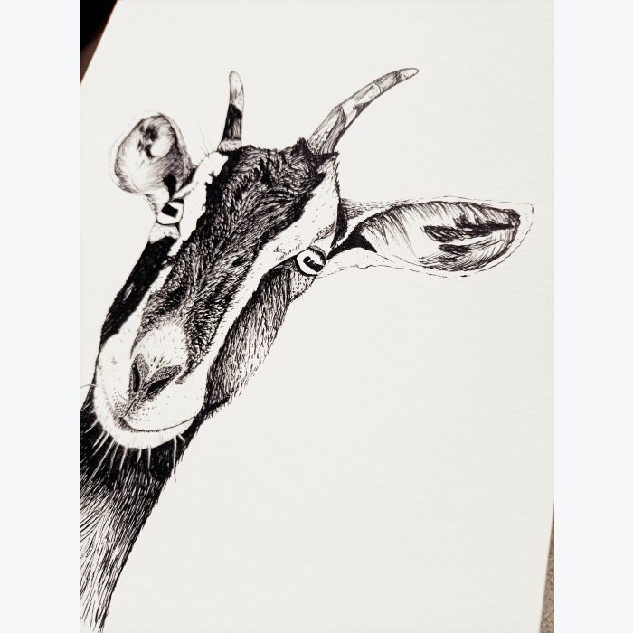 "Ma Chèvre" dessin imprimé sur papier