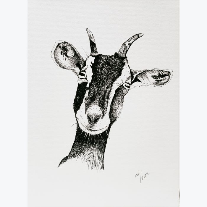 "Ma Chèvre" dessin imprimé sur papier