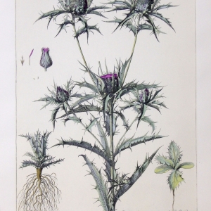 Estampe de les Chardons de l'Herbier du Roy