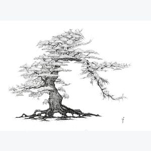 Reproduction d'art d'un dessin original de bonsaï