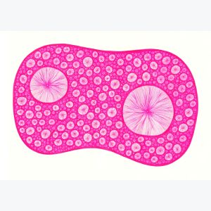 Double rose, dessin au stylo