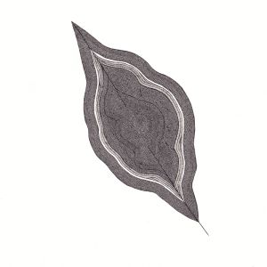 Feuille, dessin au stylo