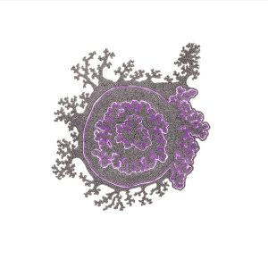 Lichen violet, dessin au stylo