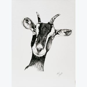 "Ma Chèvre" dessin imprimé sur papier