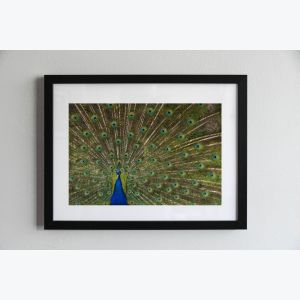 Photo encadrée du Paon de parc floral