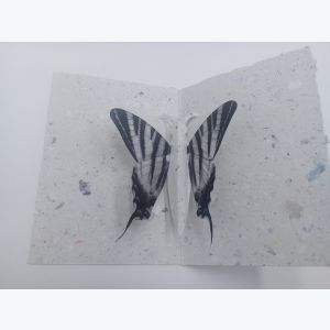 Carte Pop Up Papillon en papier recyclé