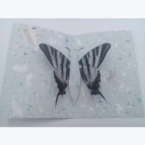 Carte Pop Up Papillon en papier recyclé