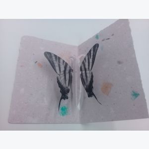 Carte Pop Up Papillon en papier recyclé