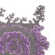 Lichen violet, dessin au stylo