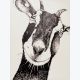 "Ma Chèvre" dessin imprimé sur papier